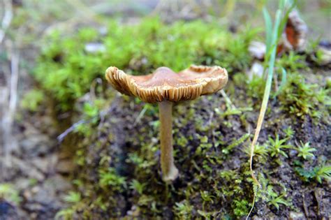 5 Most Poisonous Mushrooms For Pups On The Trail