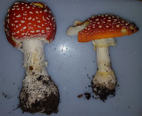Can Anyone Help Me Identify These Hopefully As What I Think They Are