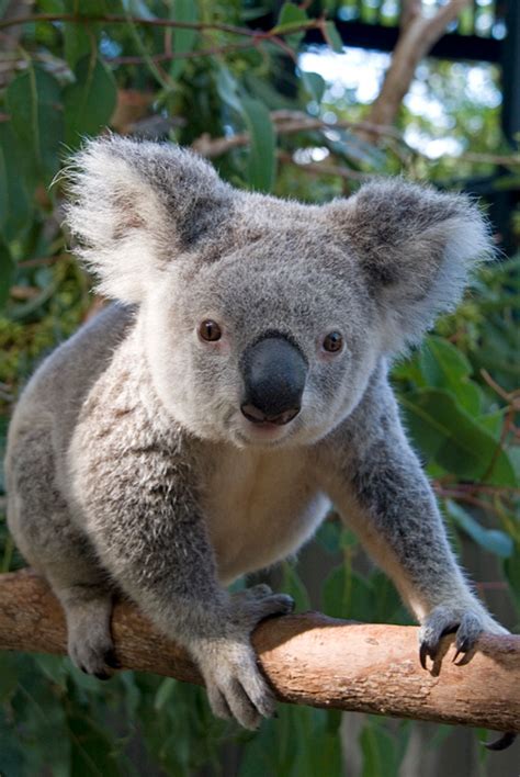 27 Cute And Cuddly Koala Photography Naldz Graphics