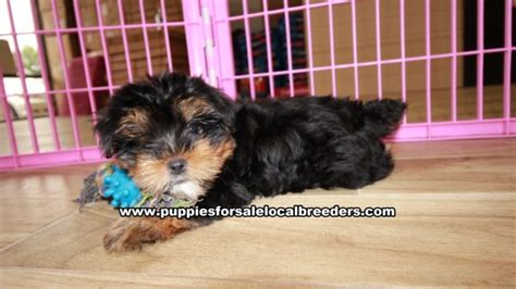 Adorable Yorkie Puppies For Sale Georgia Local Breeders Gwinnett