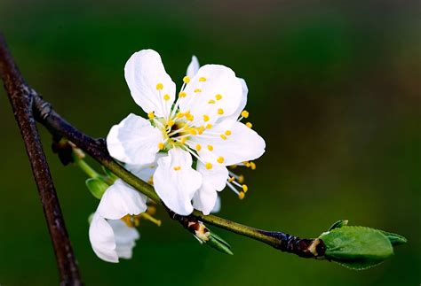 Food Flowers Nature Photography Macro Branch Green Blossoms