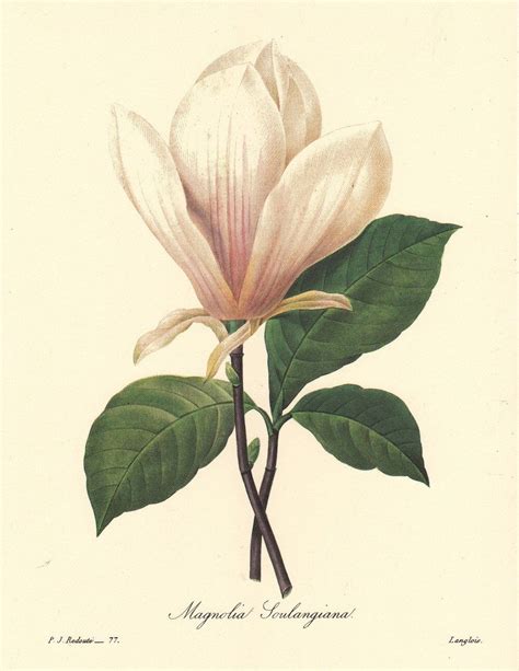 Botanical Print By Pierre Redoute White Magnolia Printable Etsy