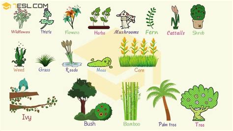 Plant Names List Of Common Types Of Plants And Trees 7esl Plants