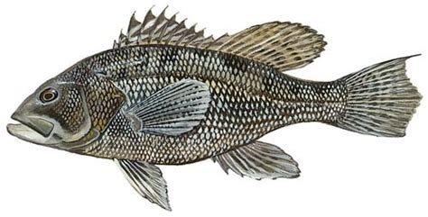 Black Sea Bass Fishing Guide How To Catch A Black Sea Bass