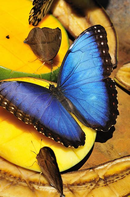 Blue Morpho Butterfly Rainforest Pic 4 Biological Science Picture