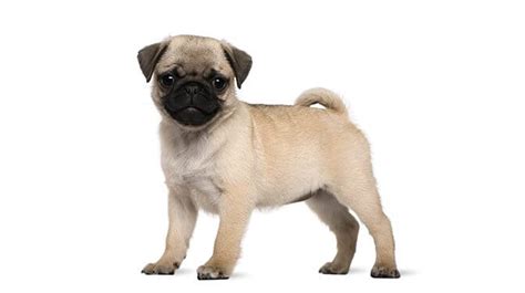 A Look At The Pug Lifespan And How To Prolong Their Life
