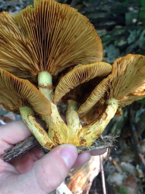 Gymnopilus Luteus Mushroom Hunting And Identification