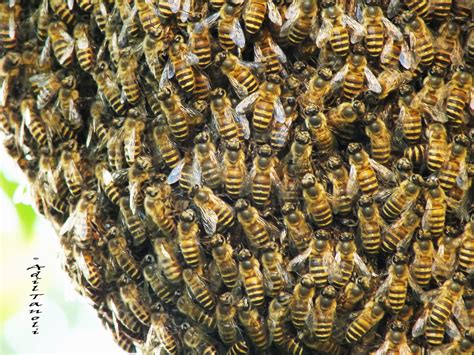 17042013 Wild Honey Bee Hive Adil Tanoli Flickr