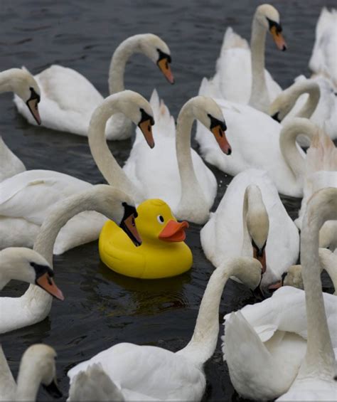 Formed in 1982 in new york city, swans has been seen by many as one of the most beloved groups in almost four decades of creating music, over 30 members in total throughout swans' history, and. Swans And Duck Pictures, Photos, and Images for Facebook ...