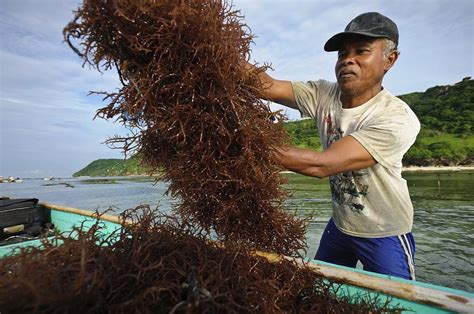 Seaweed Farming Bali 1 Photograph By Science Photo Library Fine Art