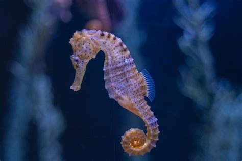Close Up Shot Of A Seahorse · Free Stock Photo