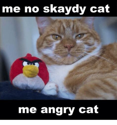 25 Best Memes About Angry Cat Angry Cat Memes