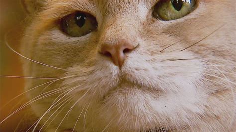 Talkeetnas Cat Mayor Is Not Dead Despite What The Internet Says