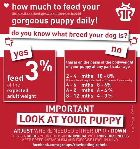 If you've been wondering how much does a dog cost, this guide provides thorough details on the real costs of from dog food and dog supplies costs to vet bills and surprise dog care costs. Feeding Your Puppy - Rawfeeding Rebels