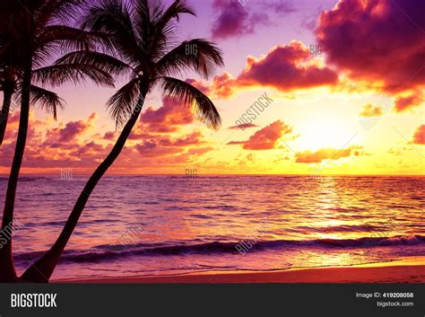 Palm Trees Silhouette Image And Photo Free Trial Bigstock