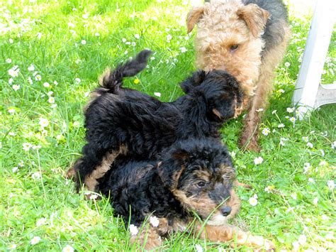 The welsh terrier is a vigilant, active, cheerful dog that is affectionate and intelligent. Terrier Dog Puppies Pictures