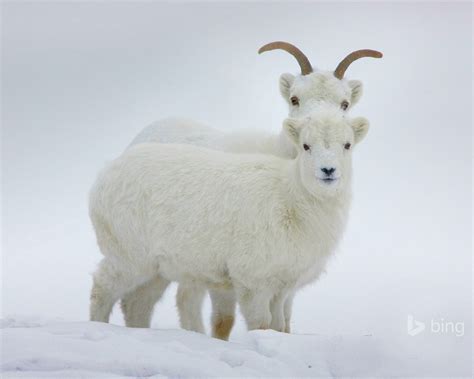 Snow Sheep Bing Wallpaper Preview
