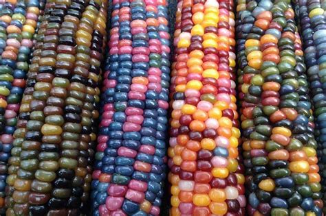 Wow Rainbow Colored Corn Sprouts In Zamboanga City Abs Cbn News
