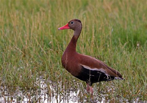 Photo Of The Week Black Bellied Whistling Duck Rare Bird In Ohio And