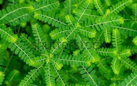 Phyllanthus Niruri Plant Achi Et Al 2017 2 Download Scientific