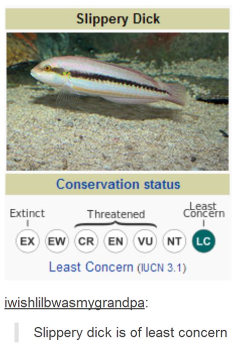 Slippery Dick Tumblr Know Your Meme