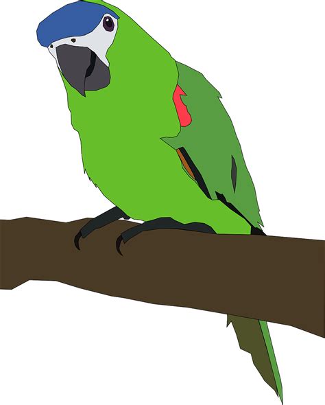 鹦鹉 热带鸟 鸟 免费矢量图形pixabay