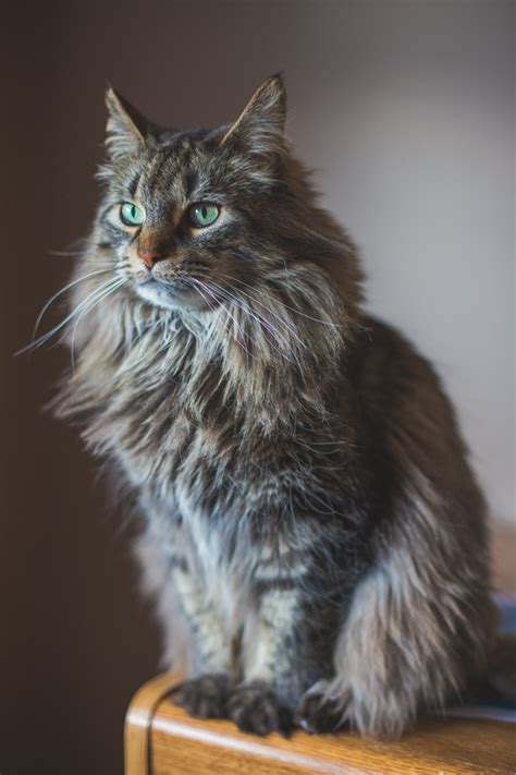 oscar  long haired fluffy cat breeds cat breeds fluffy cat