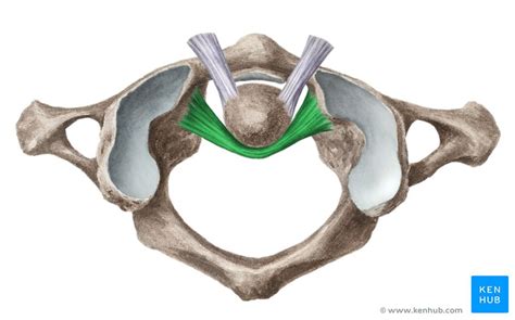 Coluna Cervical Anatomia Ossos Ligamentos Kenhub