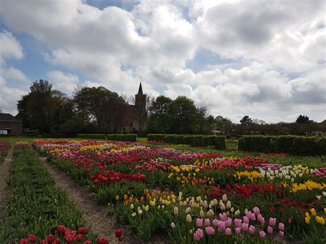 Tulip Garden Tour Of Holland Toursbymarie