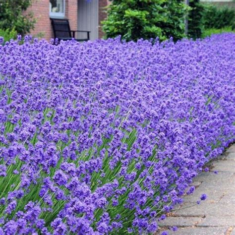 Up to 2 months until late summer 'grosso', 'provence' Munstead English Lavender - Lavandula angustifolia ...