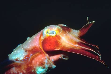 What Are Some Unique Animals Found In The Southern Ocean