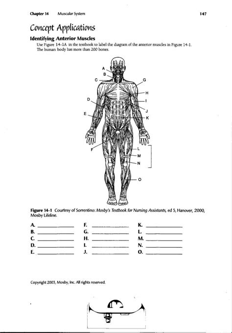 Skeletal Muscle Labeling Worksheet Studying Worksheets