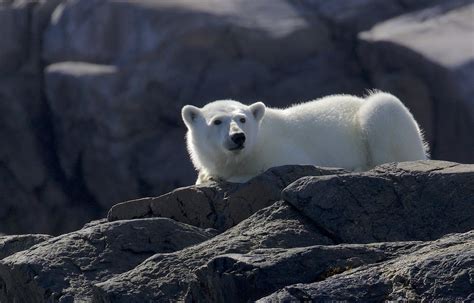 Polar Bear Ursus Maritimus Our Naturalist Journeys Tour Flickr