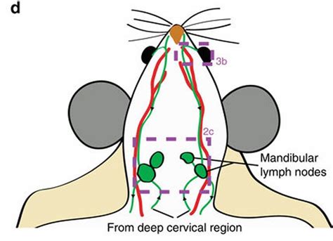 Exit Through The Lymphatic System Neuroscience News