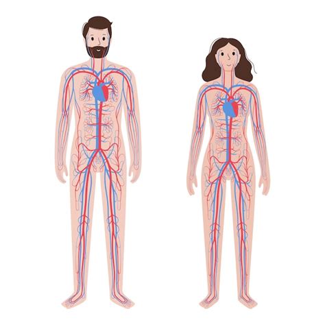 Sistema Circulatorio Humano Vector Premium