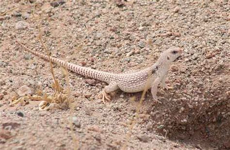 I friends is going to catch me a desert iguana is that a smart idea? Do Desert Iguanas Make Good Pets? | Blue Dragon Pets