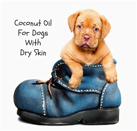 Coconut Oil For Dogs With Dry Skin Paws Right Here