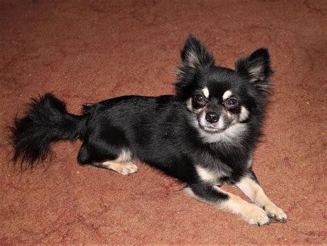 Two Beautiful Longcoat Chihuahuas Available For Stud Work In Sheerness