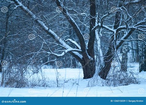 Beautiful Winter Blue Forest Full Of Snow Stock Image Image Of