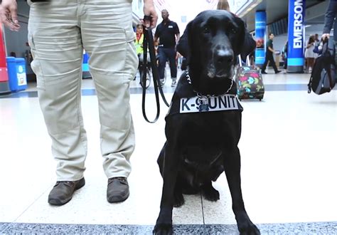Tsa On The Job Explosives Detection Canine Handler Homeland Security