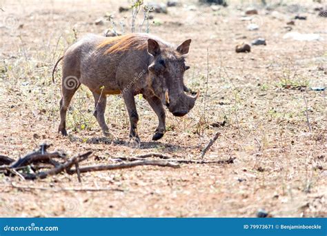 Warthog At Kruger National Park South Africa Stock Image Image Of