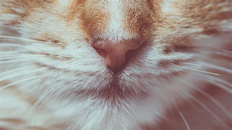 Free Images Pet Kitten Feline Mouth Close Up Human Body