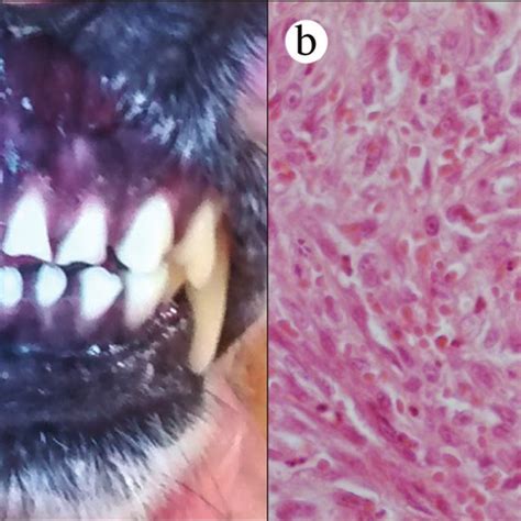 The Second Follow Up Time 2 Of A Dog With Oral Amelanotic Melanoma