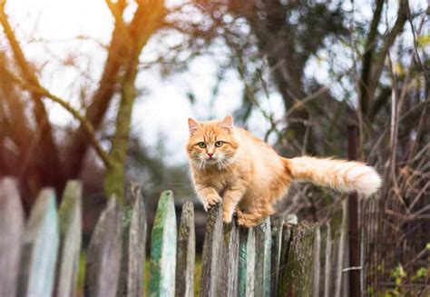 Invisible fence offers complete dog fence and cat fence solutions. Best Invisible Fence For Cats Reviewed (Buyers Guide 2019)