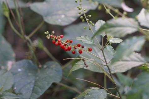 Try Growing These 12 Native Alternatives To Invasive Plants Bob Vila