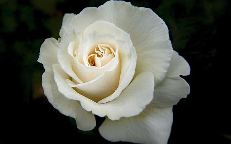White Rose Wallpapers Pictures