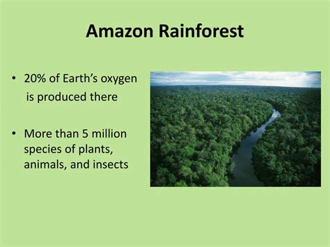 Ppt Rainforests Powerpoint Presentation Free Download Id2429150