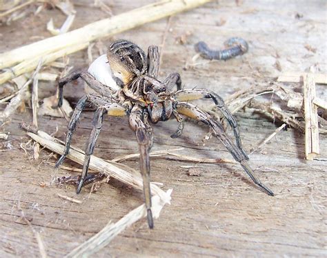 The Wolf Spider Lycosa Godeffroyi Is Common In Many Areas Of