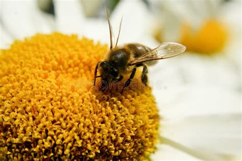 A Bee On A Flower Stock Image Image Of Backgrounds Plant 12040573