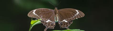 Fuscous Swallowtail Butterfly Papilio Fuscus Macrokosm